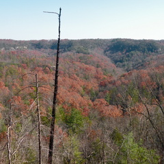 Rough Trail - 2